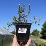 Саженец Клюква Ховес в контейнере